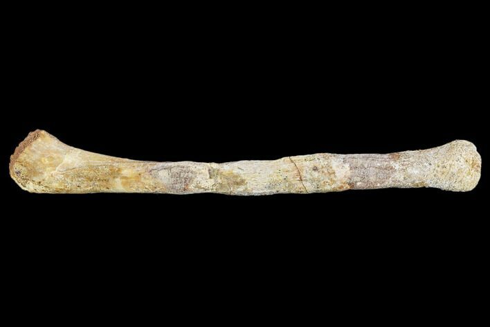 Fossil Theropod Humerus - Morocco #110179